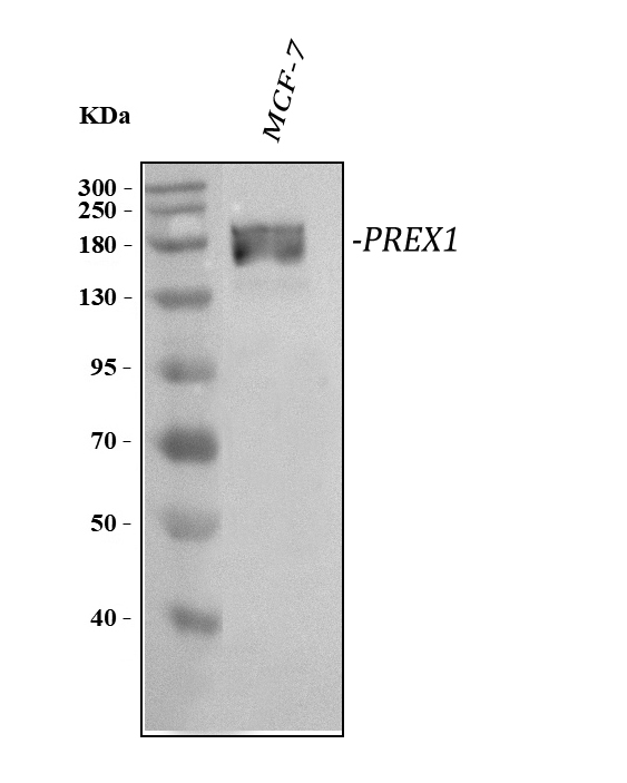 a03098 2 prex1 primary antibodies wb testing 1