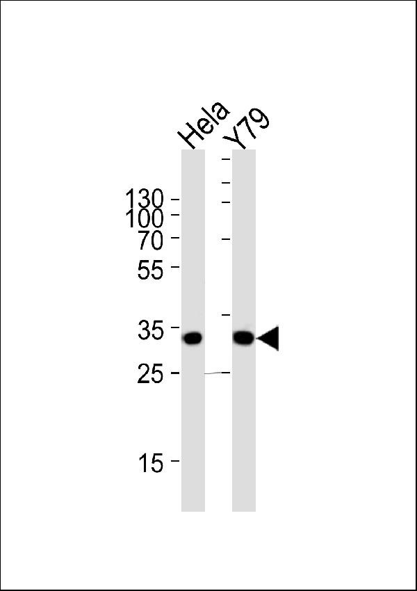 Western blot analysis of lysates from Hela, Y79 cell line (from left to right), using PDCL Antibody (N-term). A03099-1 was diluted at 1:1000 at each lane. A goat anti-rabbit IgG H&L (HRP) at 1:5000 dilution was used as the secondary antibody. Lysates at 35ug per lane.