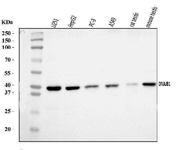  Western blot analysis of Hsp40/DNAJB1 using anti-Hsp40/DNAJB1 antibody (A03100-1)