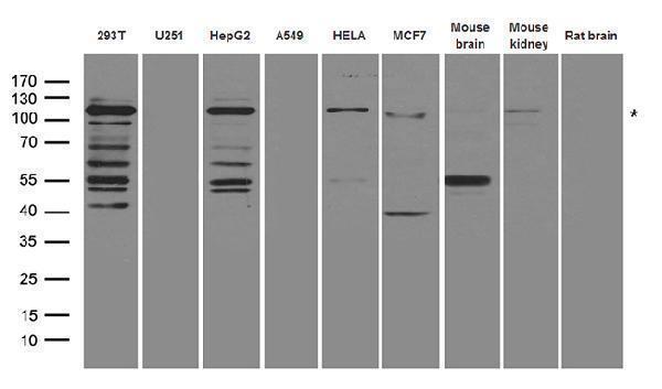 a03101 1 anti hira rabbit polyclonal antibody wb testing 2