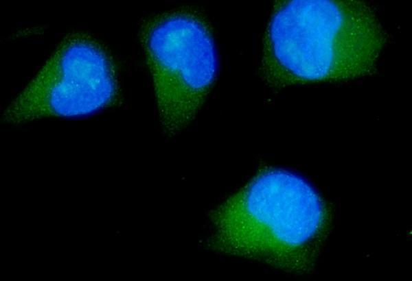  IF analysis of CDK5RAP2 using anti-CDK5RAP2 antibody (A03102-2)