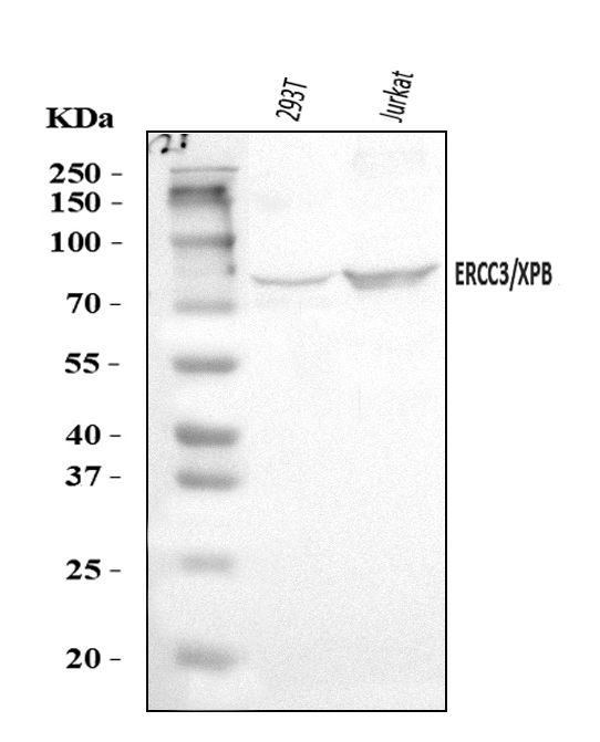 a03103 2 ercc3 primary antibodies wb testing 1
