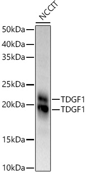 a03105 1 tdgf1 primary antiboties wb testing 1