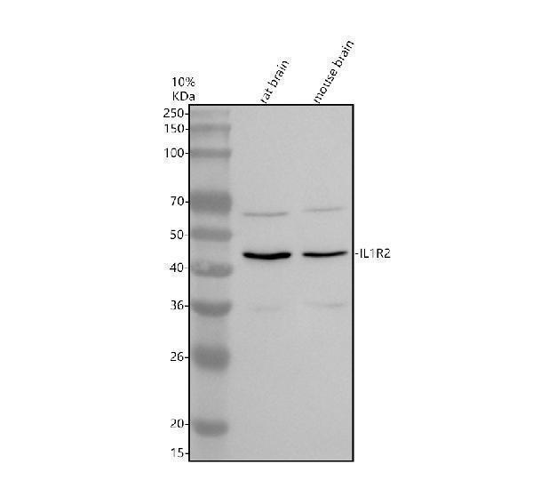 a03106 4 il1r2 primary antibodies wb testing 1