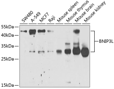 a03107 1 bnip3l primary antiboties wb testing 1