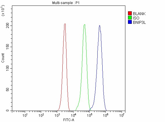 Figure 3. Flow Cytometry analysis of JK cells using anti-BNIP3L antibody (A03107-3). Overlay histogram showing JK cells stained with A03107-3 (Blue line). To facilitate intracellular staining, cells were fixed with 4% paraformaldehyde and permeabilized with permeabilization buffer. The cells were blocked with 10% normal goat serum. And then incubated with rabbit anti-BNIP3L Antibody (A03107-3, 1 microg/1x106 cells) for 30 min at 20°C. DyLight®488 conjugated goat anti-rabbit IgG (BA1127, 5-10 microg/1x106 cells) was used as secondary antibody for 30 minutes at 20°C. Isotype control antibody (Green line) was rabbit IgG (1 microg/1x106) used under the same conditions. Unlabelled sample without incubation with primary antibody and secondary antibody (Red line) was used as a blank control. Figure 3. Flow Cytometry analysis of JK cells using anti-BNIP3L antibody (A03107-3). Overlay histogram showing JK cells stained with A03107-3 (Blue line). To facilitate intracellular staining, cells were fixed with 4% paraformaldehyde and permeabilized with permeabilization buffer. The cells were blocked with 10% normal goat serum. And then incubated with rabbit anti-BNIP3L Antibody (A03107-3, 1 microg/1x106 cells) for 30 min at 20°C. DyLight®488 conjugated goat anti-rabbit IgG (BA1127, 5-10 microg/1x106 cells) was used as secondary antibody for 30 minutes at 20°C. Isotype control antibody (Green line) was rabbit IgG (1 microg/1x106) used under the same conditions. Unlabelled sample without incubation with primary antibody and secondary antibody (Red line) was used as a blank control.