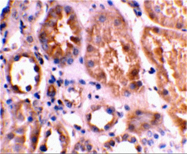a03107 bnip3l primary antibodies ihc testing 2