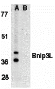 a03107 bnip3l primary antibodies wb testing 1