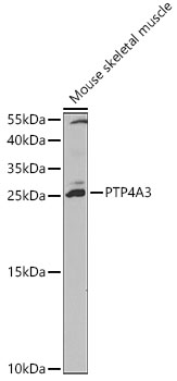 a03108 1 ptp4a3 primary antiboties wb testing 1