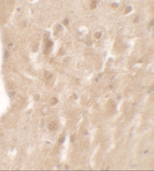 a03109 aimp1 primary antibodies ihc testing 2