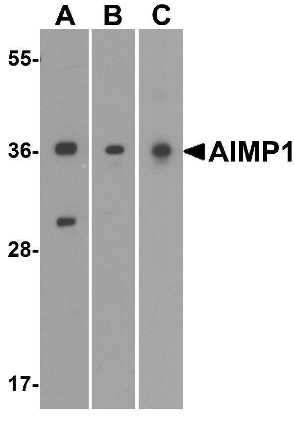 a03109 aimp1 primary antibodies wb testing 1