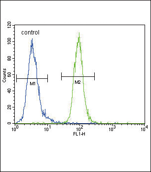 Western blot analysis of (arrow) using rabbit polyclonal ENPP2 Antibody (Center) (Cat. #A03110-1). 293T cell lysates (2ug/lane) either nontransfected (Lane 1) or transiently transfected (Lane 2) with the gene. Western blot analysis of (arrow) using rabbit polyclonal ENPP2 Antibody (Center) (Cat. #A03110-1). 293T cell lysates (2ug/lane) either nontransfected (Lane 1) or transiently transfected (Lane 2) with the gene.