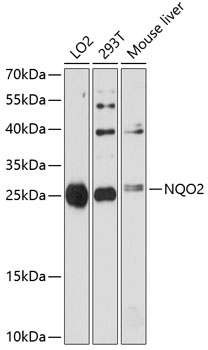 Western blot analysis of extracts of various cell lines, using NQO2 antibody  at 1:3000 dilution