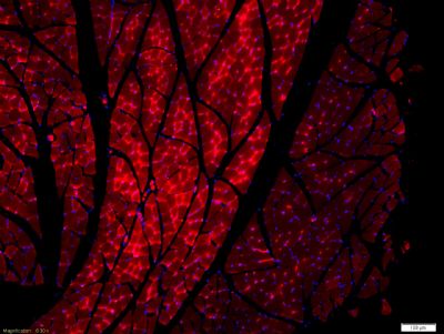 Tissue/cell: rat muscle tissue;4% Paraformaldehyde-fixed and paraffin-embedded;
Antigen retrieval: citrate buffer ( 0