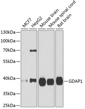 Western blot analysis of extracts of various cell lines, using GDAP1 antibody  at 1:1000 dilution
