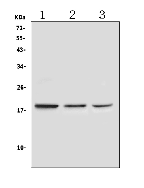  Western blot analysis of Ribonuclease 3 using anti-Ribonuclease 3 antibody (A03115-1)
