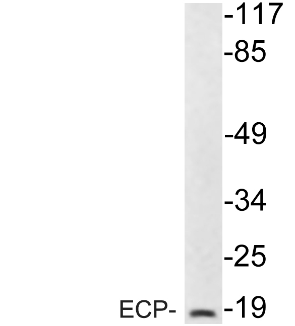 a03115 rnase3 primary antibodies wb testing 1