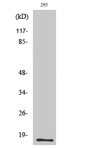 a03115 rnase3 primary antibodies wb testing 2
