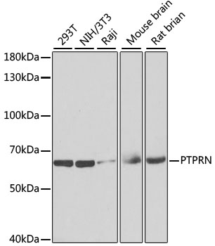 a03116 ptprn primary antiboties wb testing 1