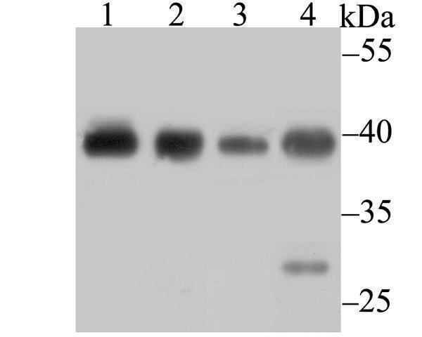 Western blot analysis of Bub3 on different lysates using anti-Bub3 antibody at 1/500 dilution