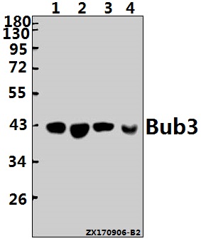 a03118 bub3 primary antiboties wb testing 1