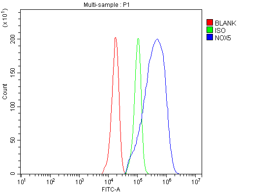 a03119 nox5 primary antibodies fcm testing 4