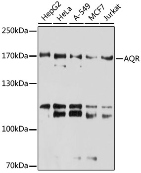 a03121 aqr primary antiboties wb testing 1