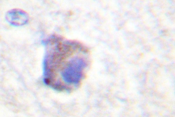 Immunohistochemistry (IHC) analyzes of p-Catalase (Y385) pAb in paraffin-embedded human brain tissue