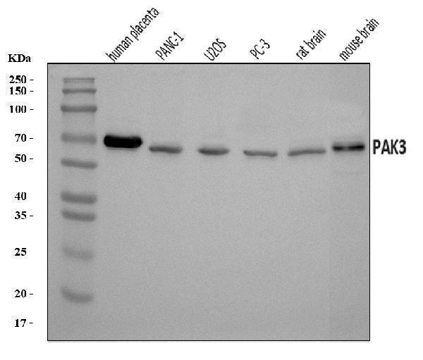 a03124 1 pak3 primary antibodies wb testing 1