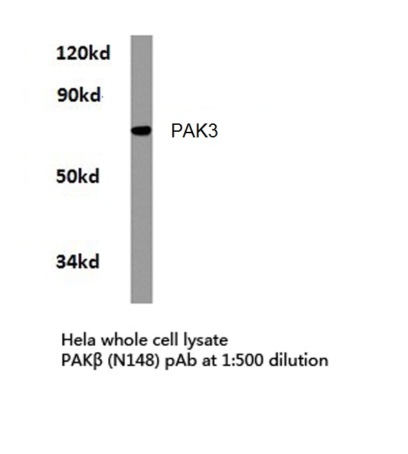 a03124 pak3 primary antiboties wb testing 1