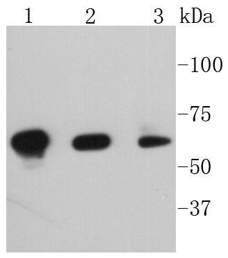 a03124s144s141s139 pak3 primary antiboties wb testing 1