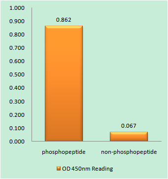 a03124s154 1 pak3 primary antibodies elisa testing 1