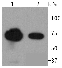 Western blot analysis of FUBP1 on different lysates using anti-FUBP1 antibody at 1/1,000 dilution