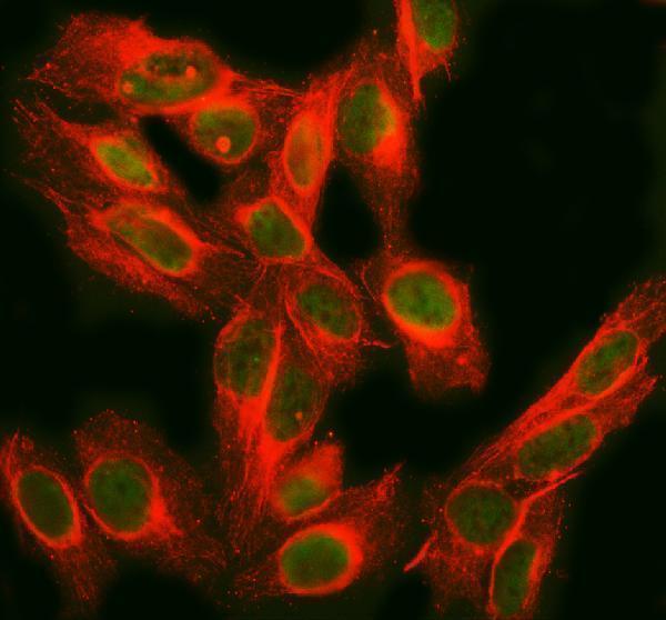 a03126 2 fubp1 primary antibodies if testing 5