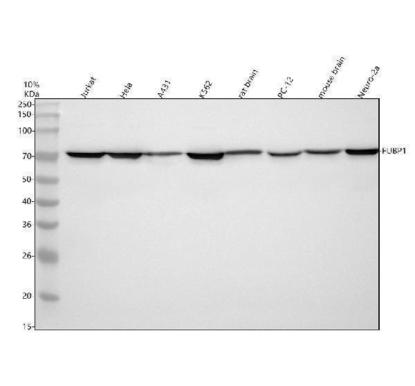 a03126 2 fubp1 primary antibodies wb testing 1