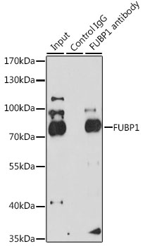 a03126 fubp1 primary antiboties ihc testing 3