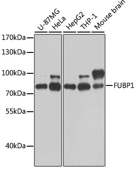 a03126 fubp1 primary antiboties wb testing 1