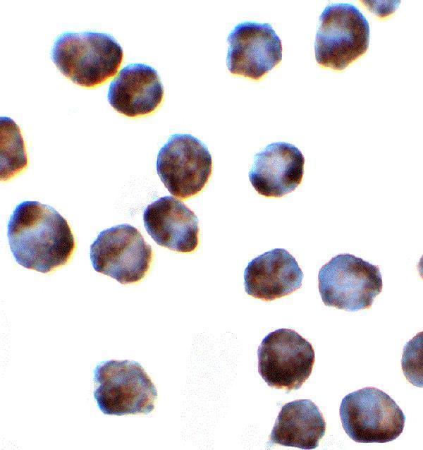 Immunocytochemistry of SRSF3 in K562 cells with SRSF3 antibody at 2 μg/mL 