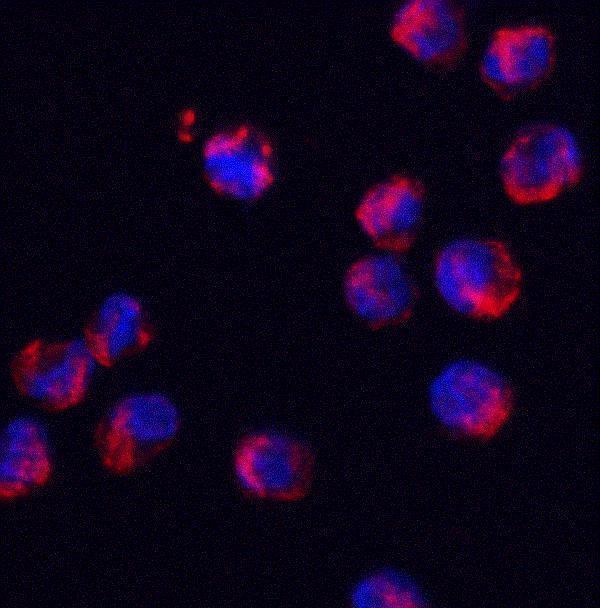 Immunofluorescence of SRSF3 in K562 cells with SRSF3 antibody at 2 μg/mL