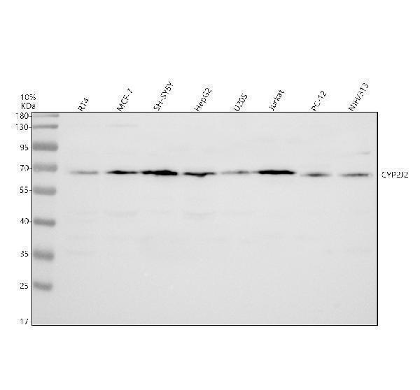 Western blot analysis of CYP2J2 using anti-CYP2J2 antibody (A03128-2)