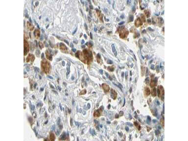 a03129 fancg primary antibodies ihc testing 1