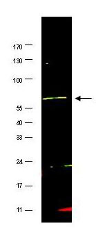 a03129 fancg primary antibodies wb testing 2