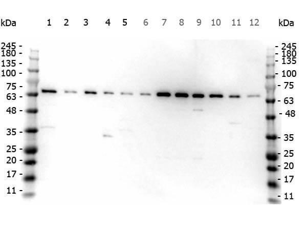 a03129 fancg primary antibodies wb testing 5