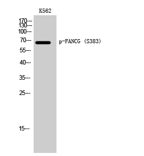 Western blotting validation for Anti-Phospho-FANCG (S383) Antibody A03129S383
Western Blot (WB) analysis of K562 cells using Phospho-FANCG (S383) polyclonal antibody