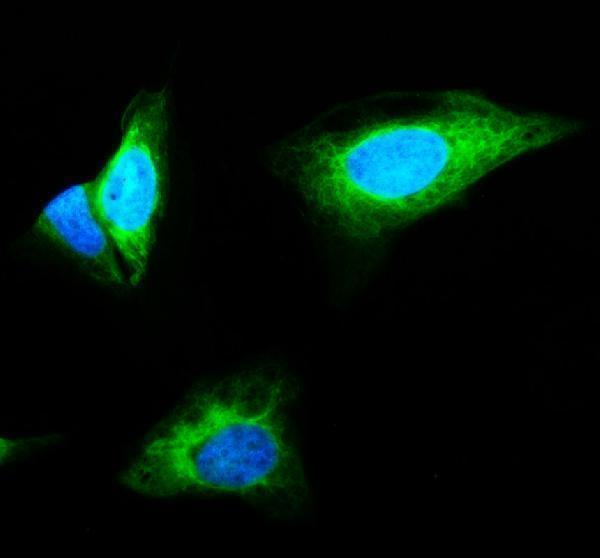 IF analysis of RECQL4 using anti-RECQL4 antibody (A03130-2)