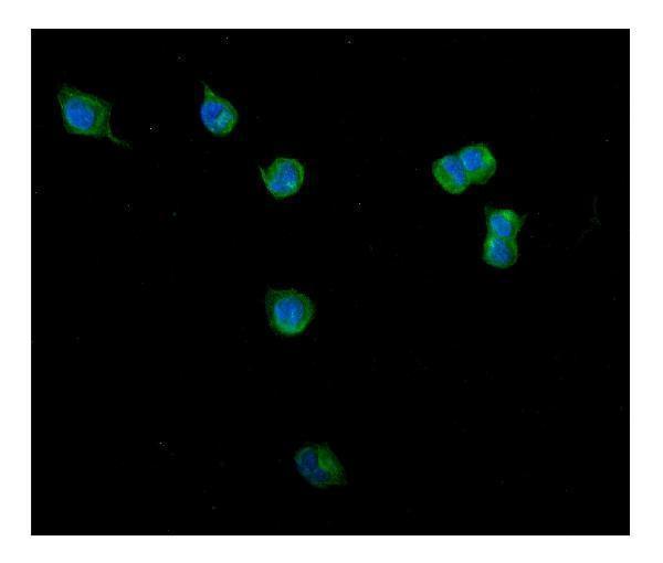 a03134 1 cltc primary antibodies if testing 5