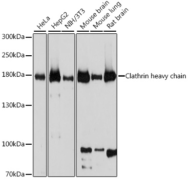 Western blot analysis of extracts of various cell lines, using Clathrin heavy chain antibody  at 1:1000 dilution