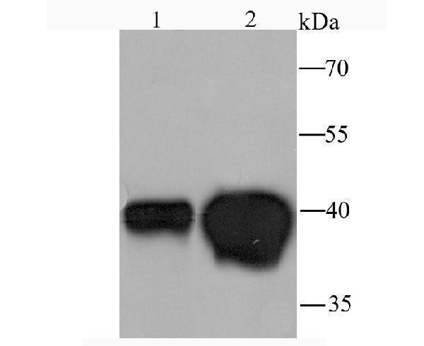 a03136 ddah1 primary antiboties wb testing 1