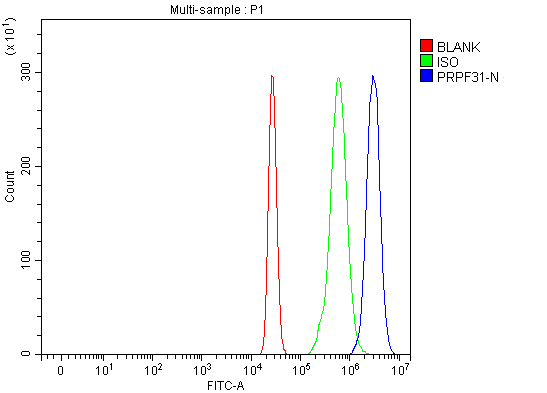  Flow Cytometry analysis of U937 cells using anti-PRPF31 antibody (A03137-1)