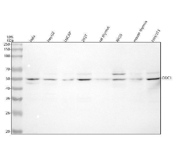 a03138 1 odc1 primary antibodies wb testing 1